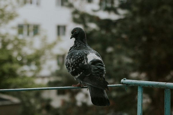 Où trouver une société de dépigeonnage ?